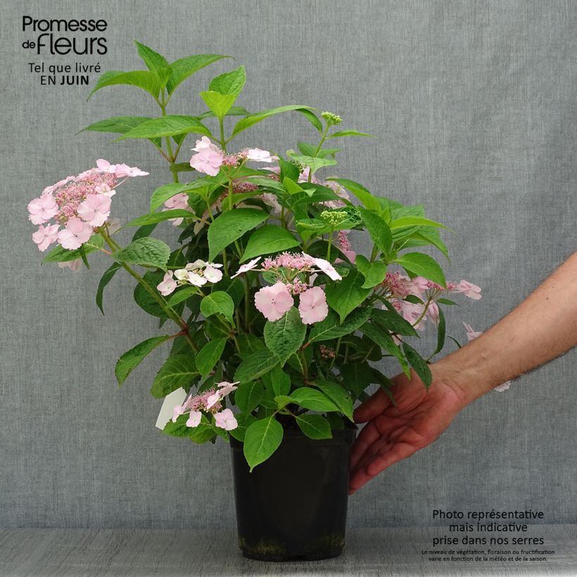 Ejemplar de Hortensia serrata Klaveren - Hydrangea Maceta 2L/3L entregado en verano