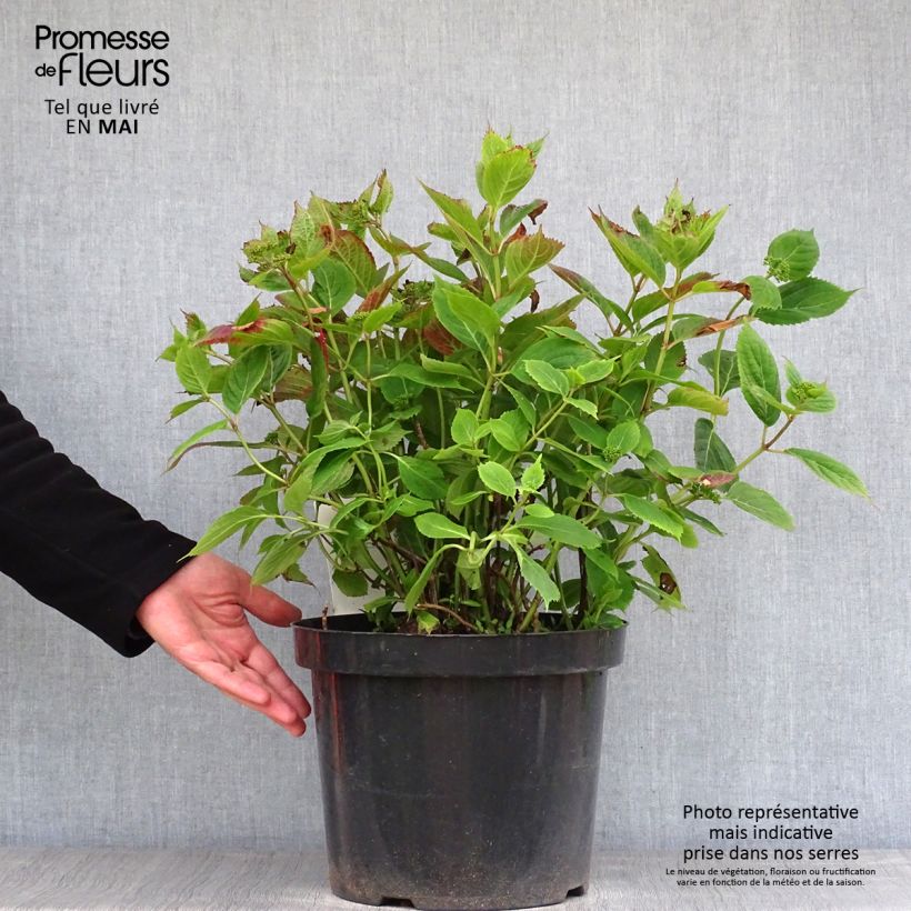Hortensia serrata Magic Pillow - Hydrangea Maceta 7,5L/10L Ejemplar entregado en la primavera