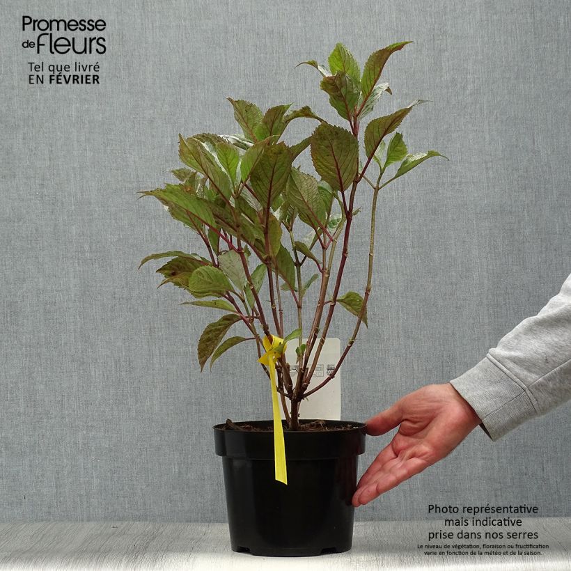 Ejemplar de Hortensia serrata Precioza - Hydrangea Maceta 2L/3L entregado en otoño