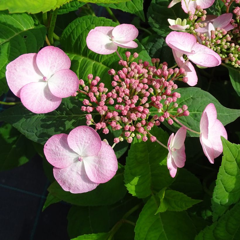 Hortensia serrata Shojo - Hydrangea (Floración)