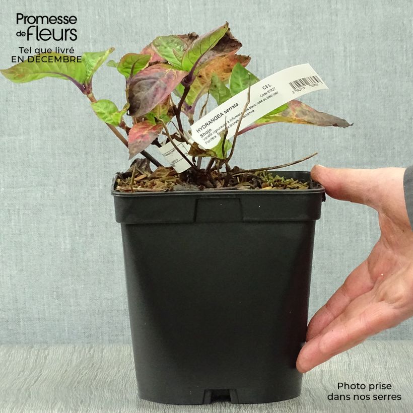 Hortensia serrata Shojo - Hydrangea Maceta 2L/3L Ejemplar entregado en invierno