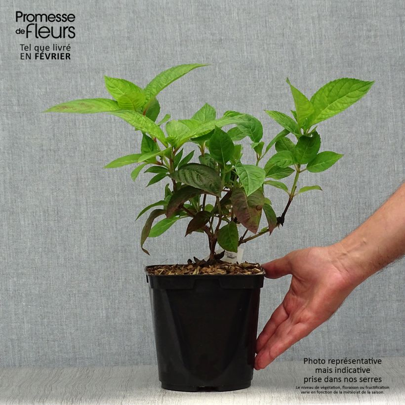 Ejemplar de Hortensia serrata Shojo - Hydrangea Maceta 2L/3L entregado en otoño