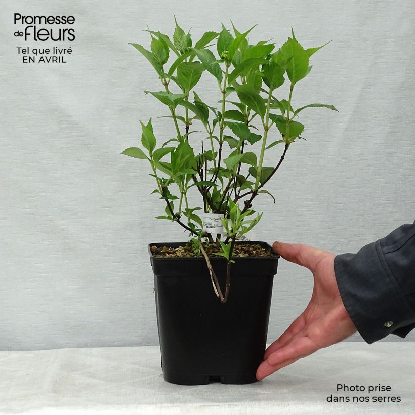 Hortensia serrata Tiara - Hydrangea Maceta 2L/3L Ejemplar entregado en la primavera