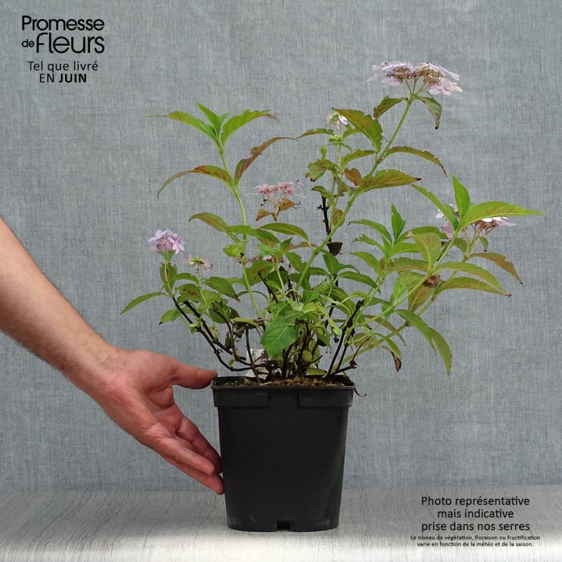 Ejemplar de Hortensia serrata Tiara - Hydrangea Maceta 2L/3L entregado en verano