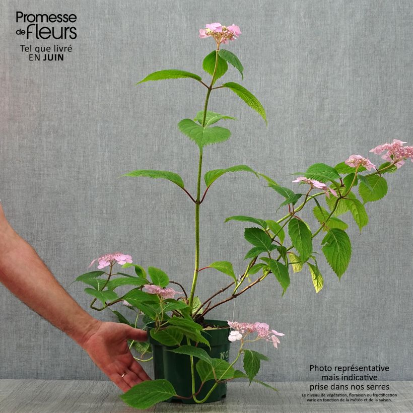 Ejemplar de Hortensia serrata Veerle - Hydrangea Maceta 3L/4L entregado en verano