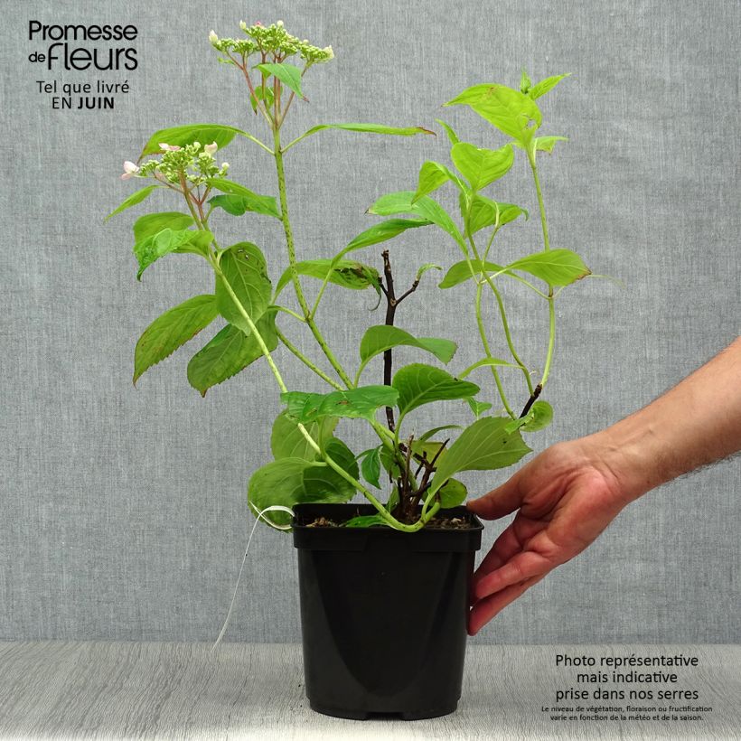 Ejemplar de Hortensia serrata Vicomte de Kerlot - Hydrangea Maceta 2L/3L entregado en verano