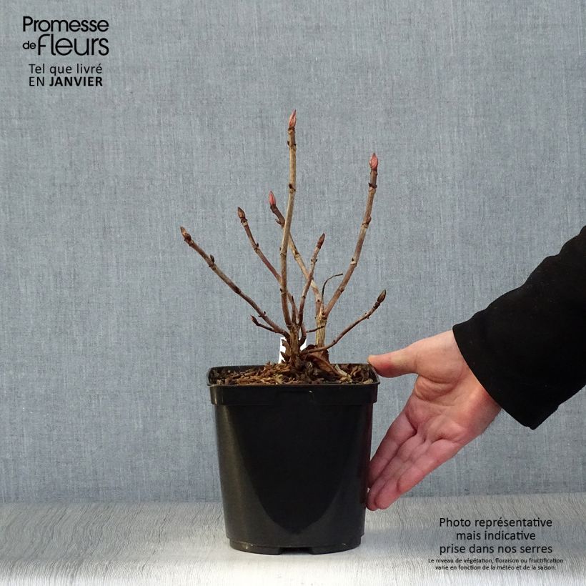 Hortensia serrata Vicomte de Kerlot - Hydrangea Maceta 2L/3L Ejemplar entregado en invierno