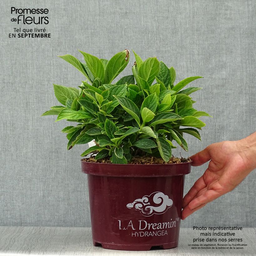 Ejemplar de Hortensia macrophylla L.A Dreamin - Hydrangea Maceta 4L/5L entregado en otoño
