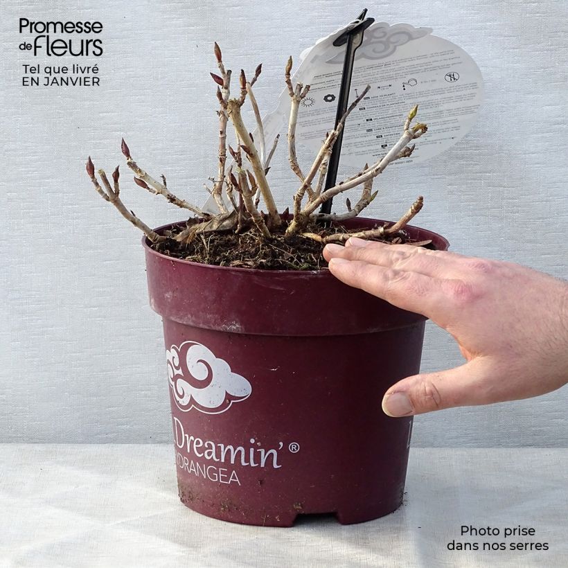 Hortensia macrophylla L.A Dreamin - Hydrangea Maceta 4L/5L Ejemplar entregado en invierno