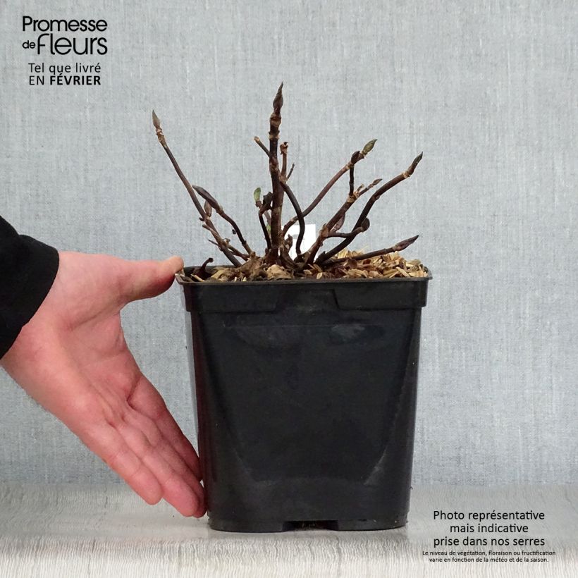 Hortensia macrophylla Mathilde Gutges - Hydrangea Maceta 2L/3L Ejemplar entregado en invierno