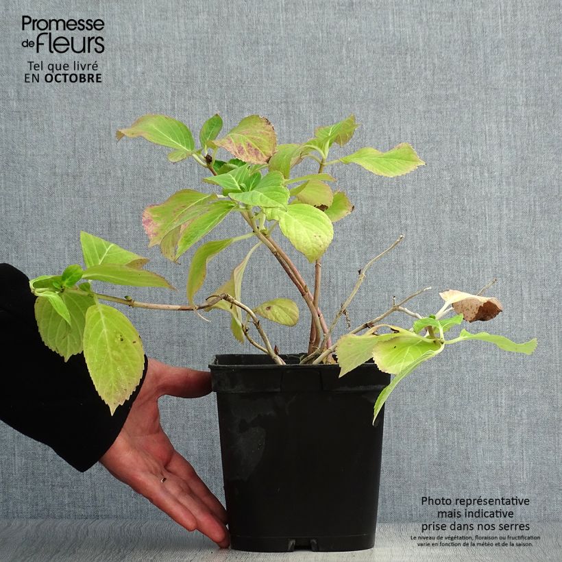 Ejemplar de Hortensia macrophylla Mathilde Gutges - Hydrangea Maceta 2L/3L entregado en otoño