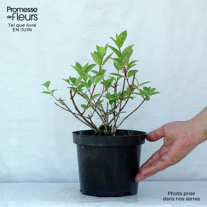 Ejemplar de Hortensia paniculata Pink Diamond - Hydrangea paniculata Maceta 2L/3L entregado en verano