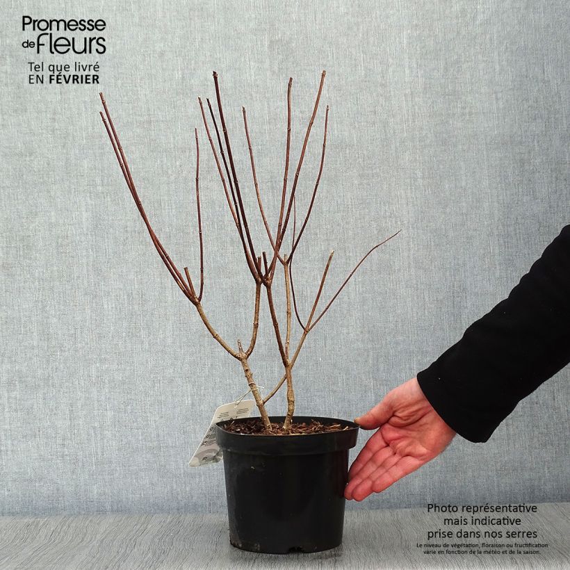 Hortensia paniculata Pink Diamond - Hydrangea paniculata Maceta 2L/3L Ejemplar entregado en invierno