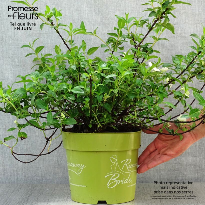 Ejemplar de Hortensia Runaway Bride - Hydrangea Maceta 6L/7L entregado en verano