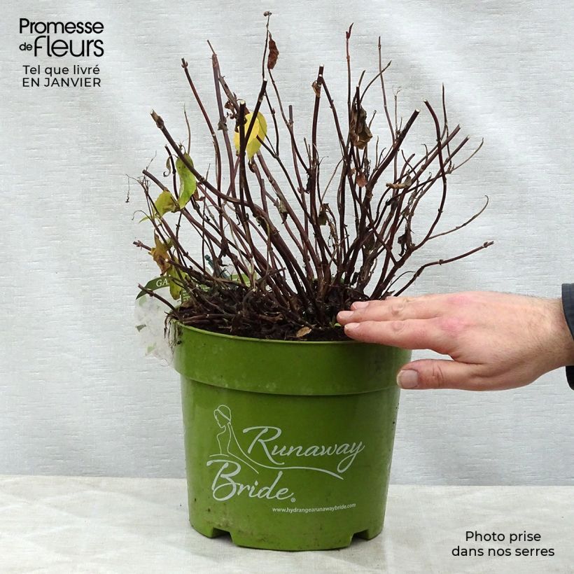 Hortensia Runaway Bride - Hydrangea Maceta 6L/7L Ejemplar entregado en invierno