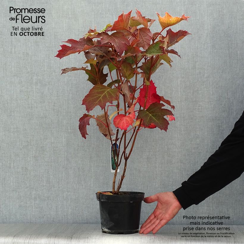 Ejemplar de Hortensia quercifolia Bultinks Giant Flowers - Hortensia de hoja de roble Maceta 2L/3L entregado en otoño