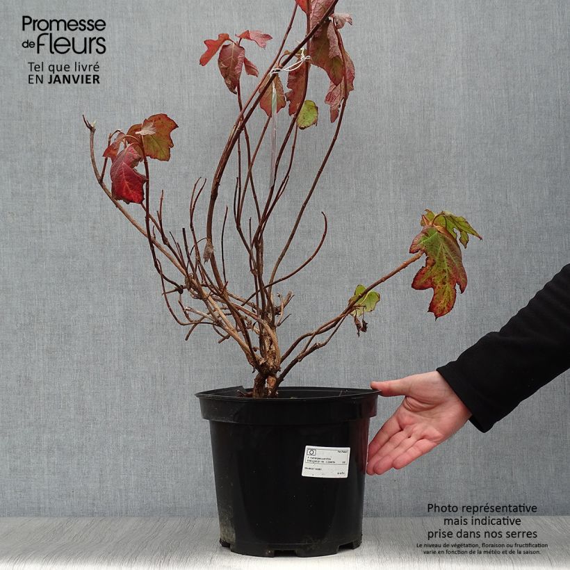 Hortensia quercifolia Bultinks Giant Flowers - Hortensia de hoja de roble Maceta 7,5L/10L Ejemplar entregado en invierno