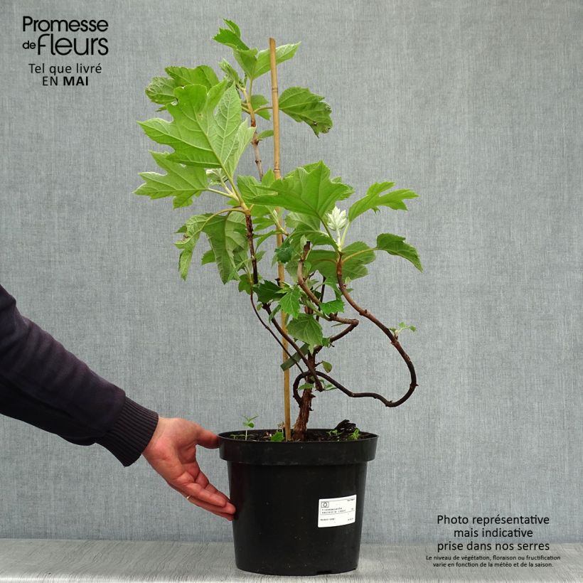 Hortensia quercifolia Bultinks Giant Flowers - Hortensia de hoja de roble Maceta 7,5L/10L Ejemplar entregado en la primavera