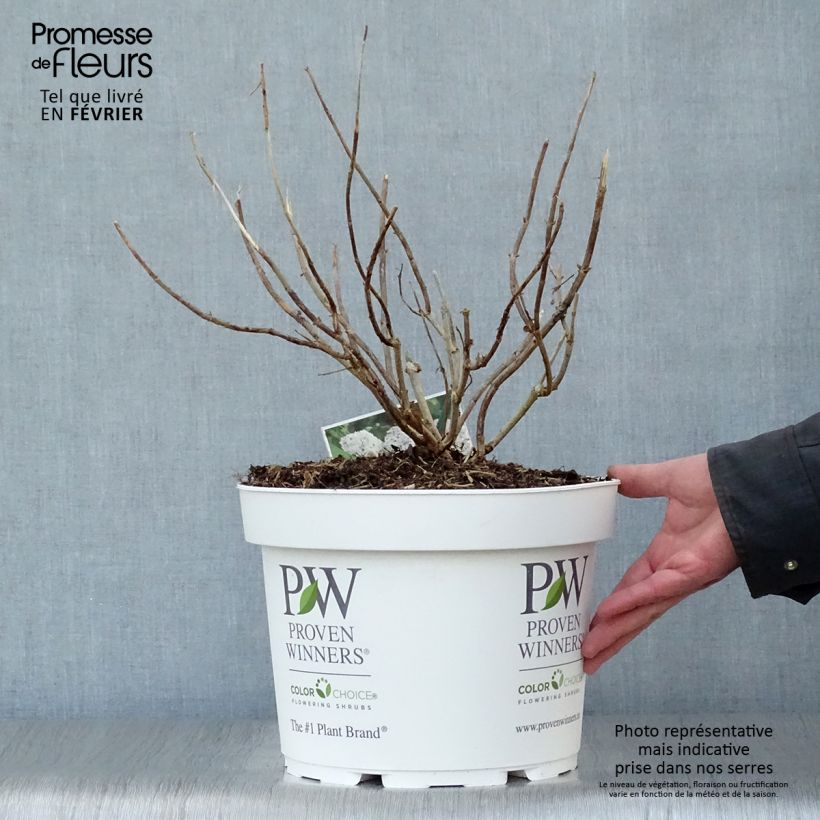 Hortensia arborescens BellaRagazza Blanchetta Maceta 7,5L/10L Ejemplar entregado en invierno