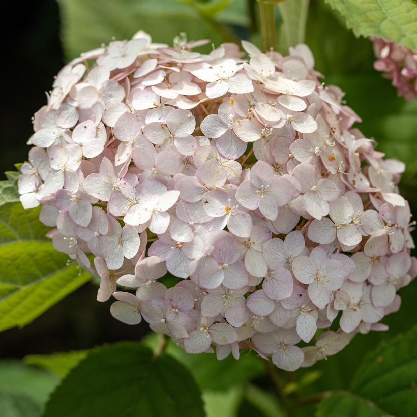 Hortensia arborescens Candybelle Bubblegum (Floración)