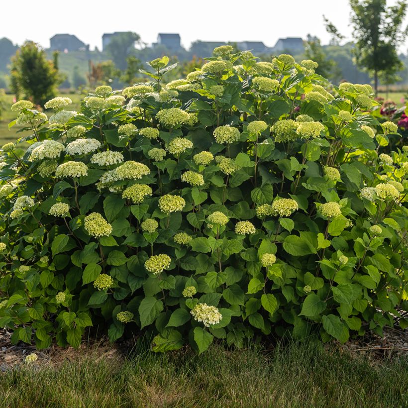 Hortensia arborescens FlowerWOW (Porte)
