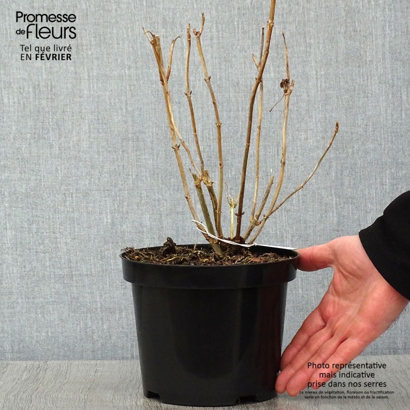 Hortensia arborescens Hills Of Snow Maceta 2L/3L Ejemplar entregado en invierno