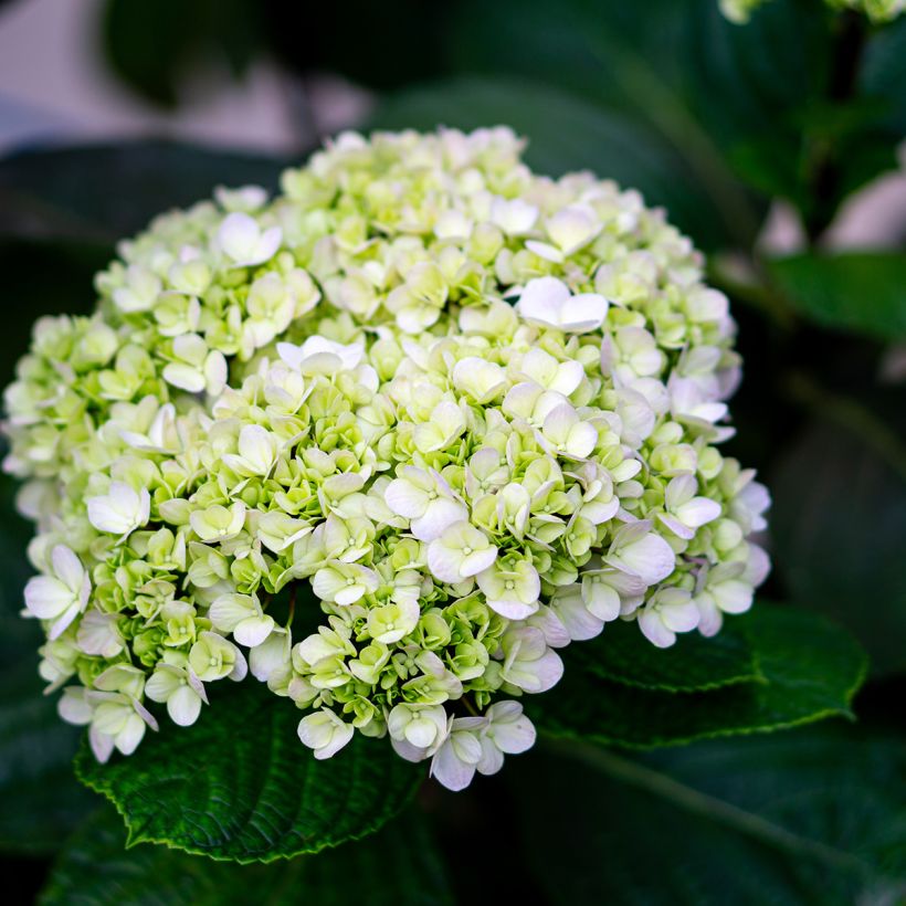 Hortensia arborescens Lime Rickey (Floración)