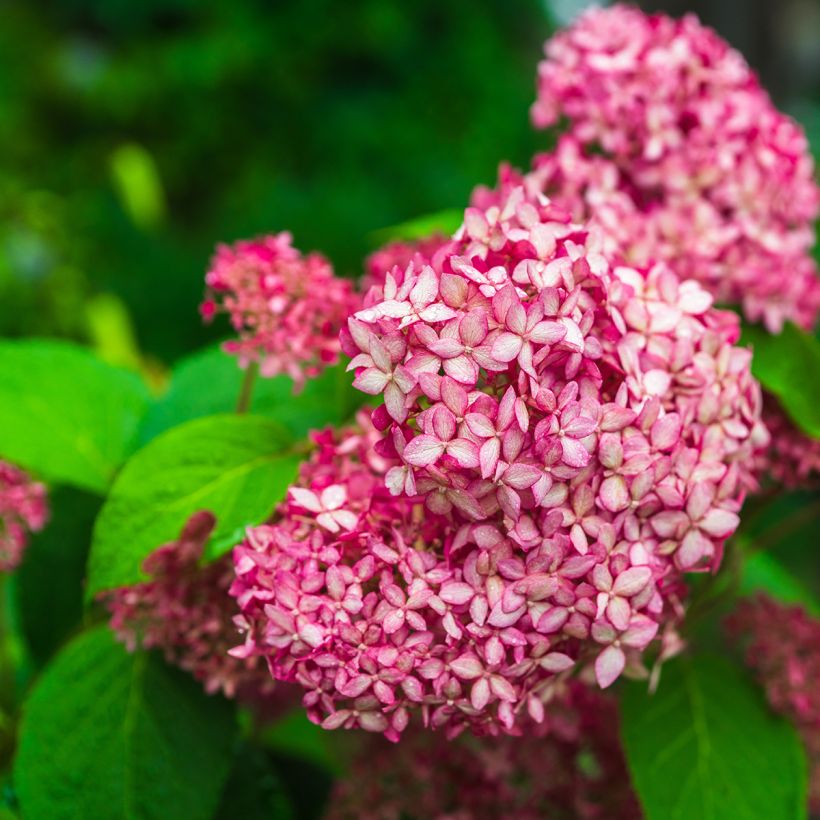 Hortensia arborescens Pink Annabelle (Floración)