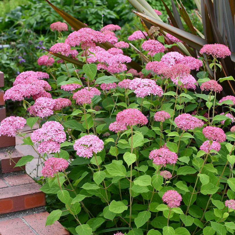 Hortensia arborescens Pink Annabelle (Porte)