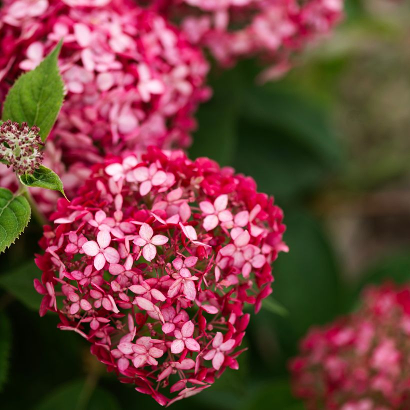 Hortensia arborescens Ruby Annabelle (Floración)
