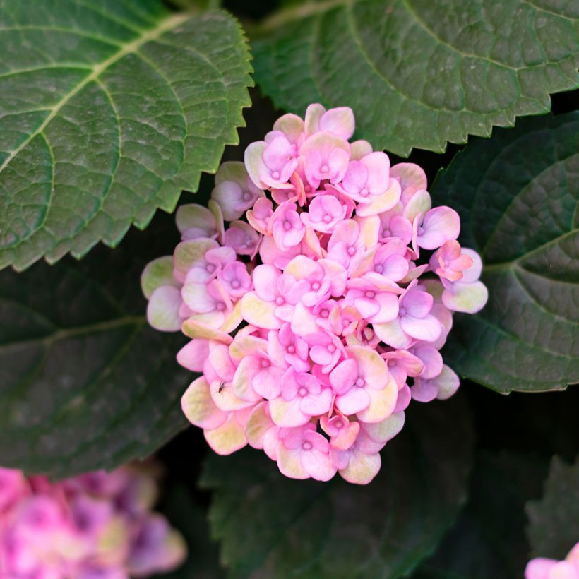 Hortensia arborescens Sweet Annabelle (Follaje)