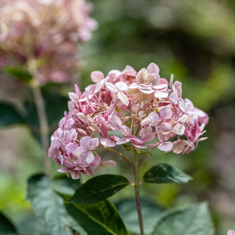 Hortensia arborescens Sweet Annabelle (Floración)