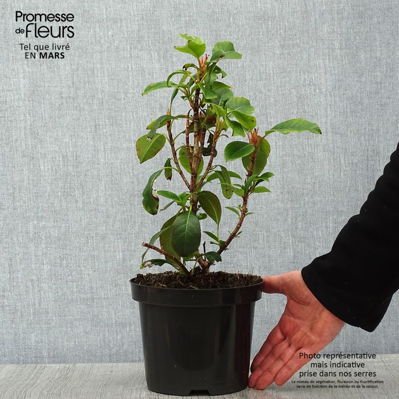 Hortensia Semiola - Hydrangea Maceta 2L/3L Ejemplar entregado en invierno