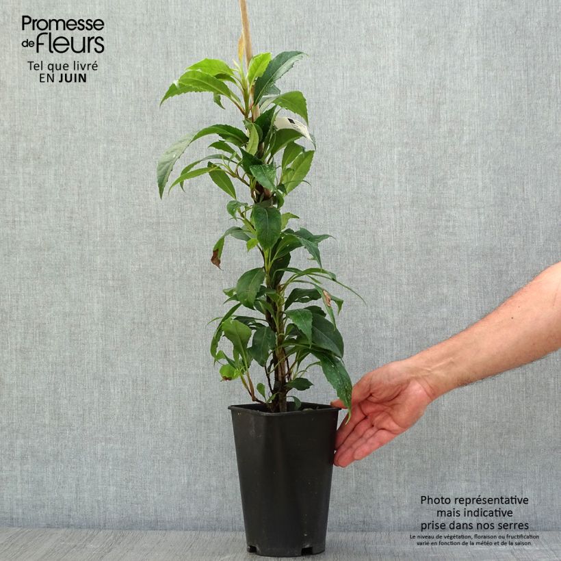 Ejemplar de Hortensia seemanii - Hydrangea Maceta 2L/3L entregado en verano