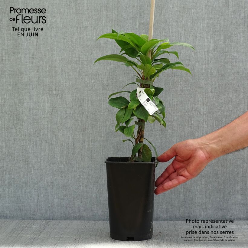 Hortensia seemanii - Hydrangea Maceta 2L/3L Ejemplar entregado en la primavera