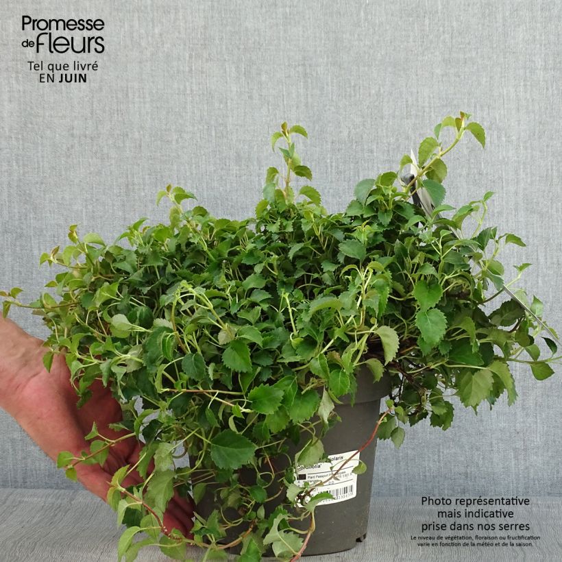 Hortensia anomala var. petiolaris var. cordifolia - Hortensia trepadora Maceta 3L/4L Ejemplar entregado en la primavera