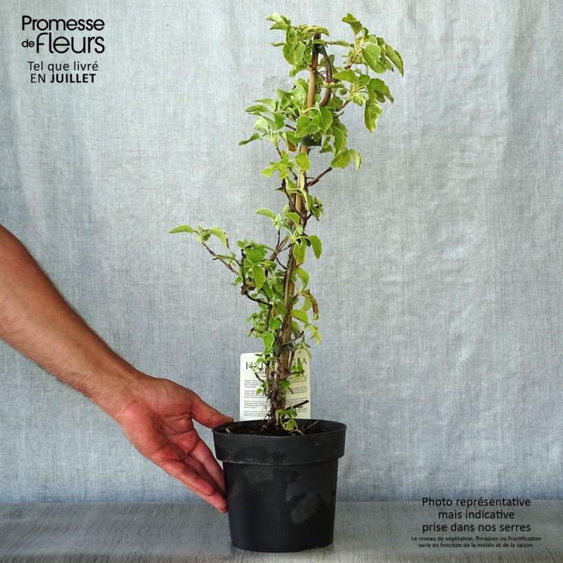 Ejemplar de Hortensia anomala var. petiolaris Miranda - Hortensia trepadora Maceta 2L/3L entregado en verano