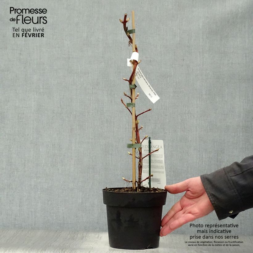 Hortensia anomala var. petiolaris Miranda - Hortensia trepadora Maceta 2L/3L Ejemplar entregado en invierno