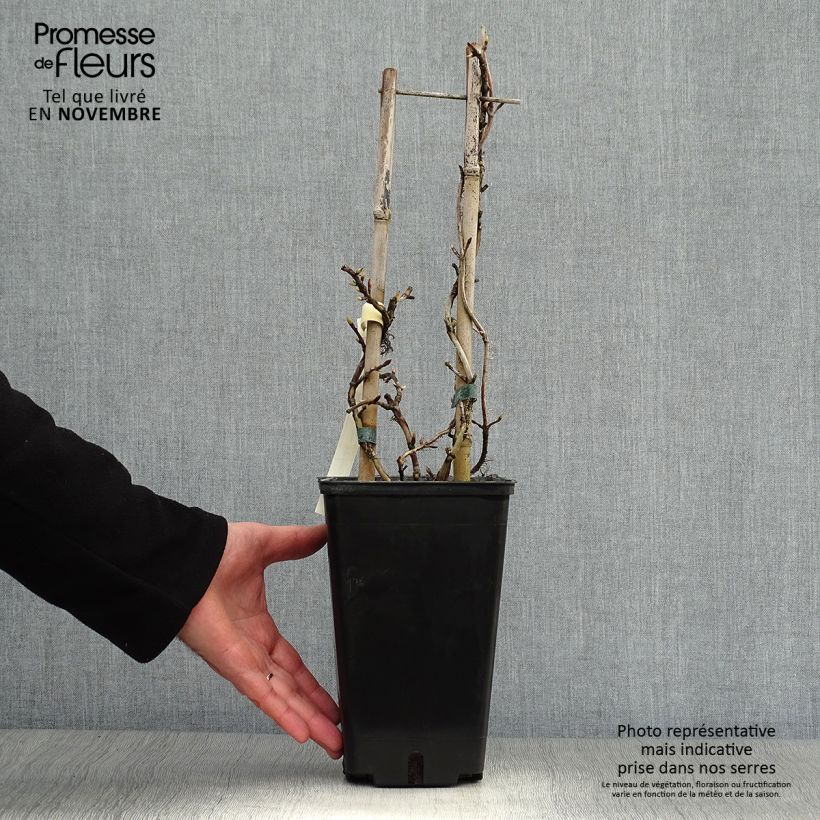 Ejemplar de Hortensia anomala var. petiolaris Silver Lining - Hortensia trepadora Maceta 2L/3L entregado en otoño