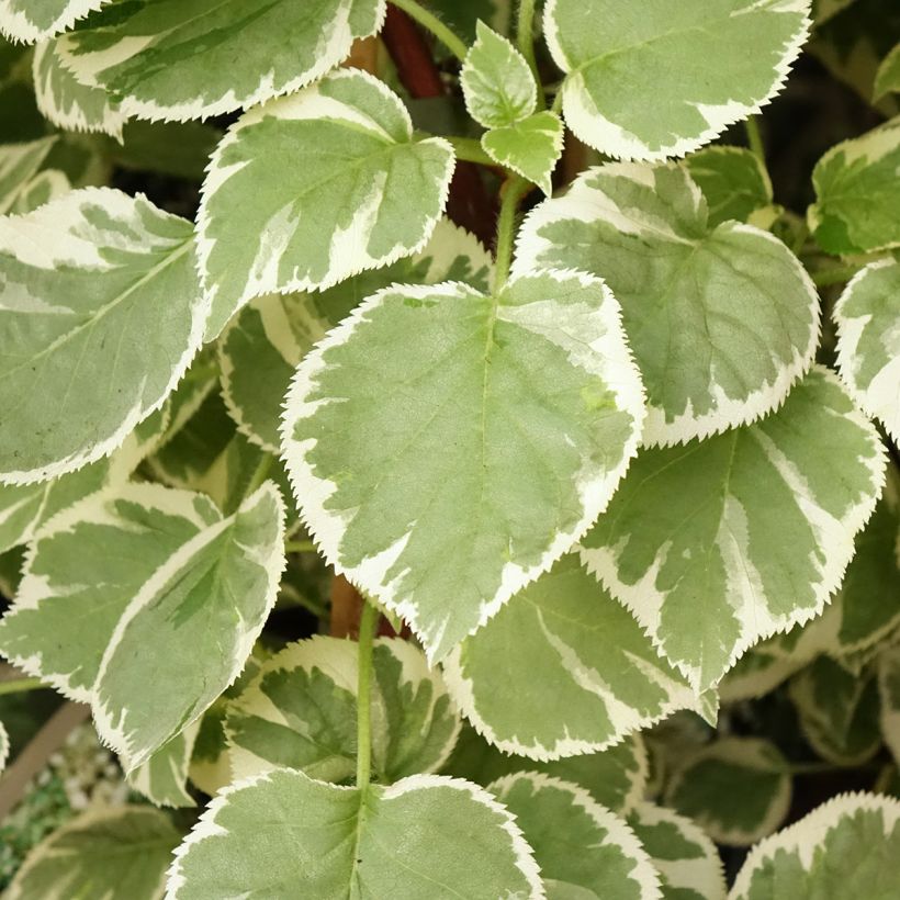 Hortensia anomala var. petiolaris Silver Lining - Hortensia trepadora (Follaje)