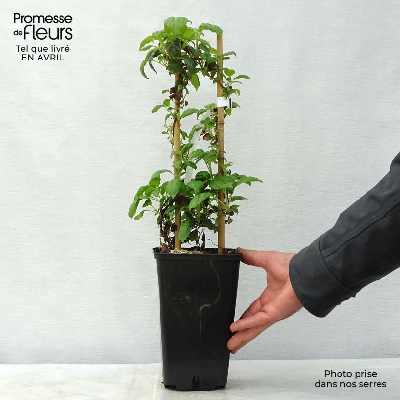 Hortensia anomala var. petiolaris Winter Surprise - Hortensia trepadora Maceta 2L/3L Ejemplar entregado en la primavera