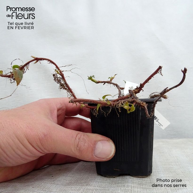 Hortensia anomala var. petiolaris - Hortensia trepadora Maceta de 8/9 cm Ejemplar entregado en invierno