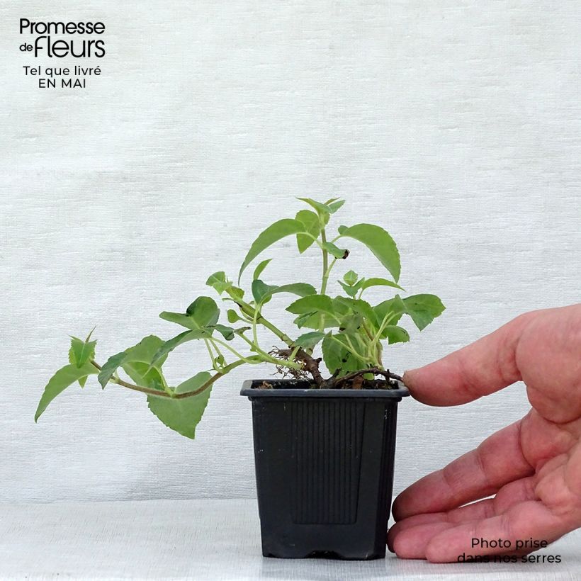 Hortensia anomala var. petiolaris - Hortensia trepadora Maceta de 8/9 cm Ejemplar entregado en la primavera