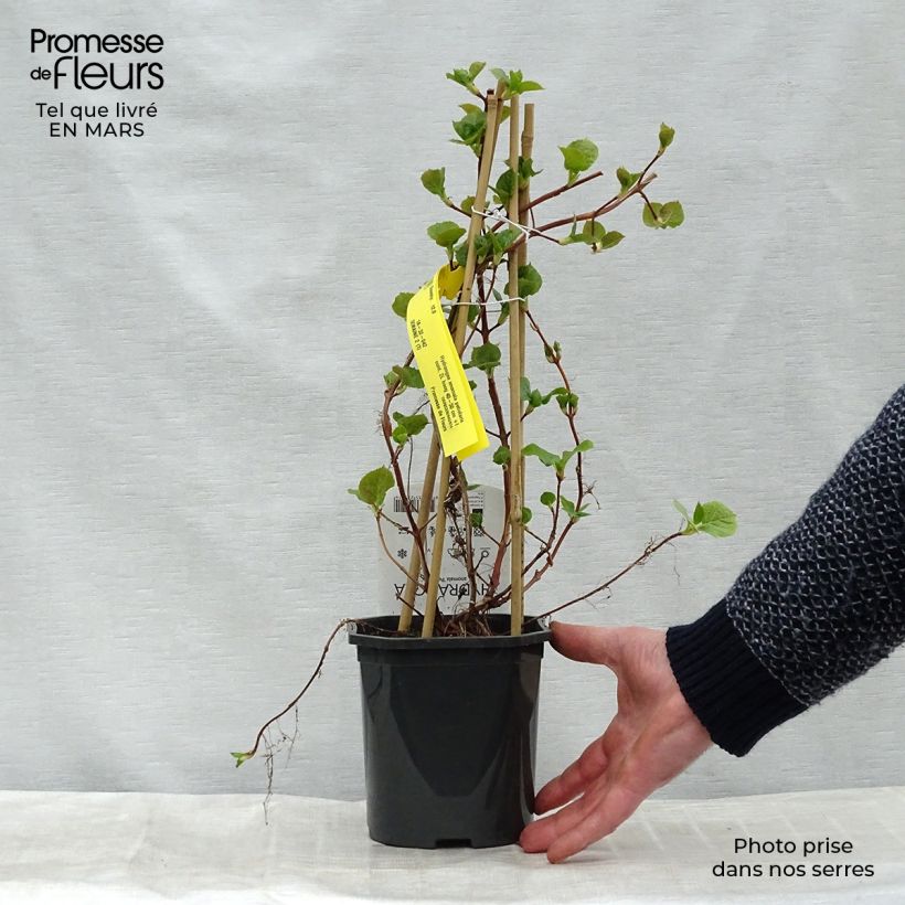 Hortensia anomala var. petiolaris - Hortensia trepadora Maceta 2L/3L Ejemplar entregado en invierno