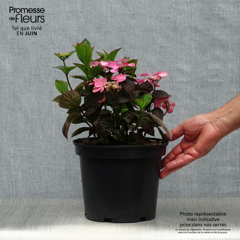 Ejemplar de Hortensia Daredevil - Hydrangea Maceta 3L/4L entregado en verano