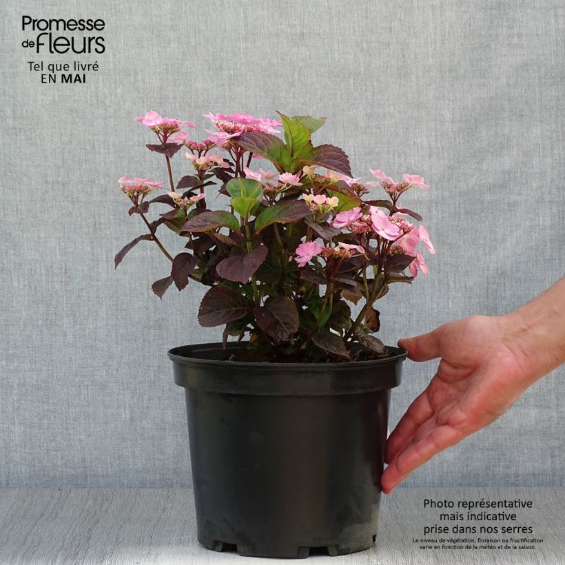 Hortensia Daredevil - Hydrangea Maceta 3L/4L Ejemplar entregado en la primavera