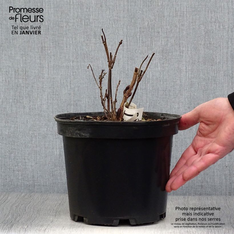 Hortensia Daredevil - Hydrangea Maceta 3L/4L Ejemplar entregado en invierno