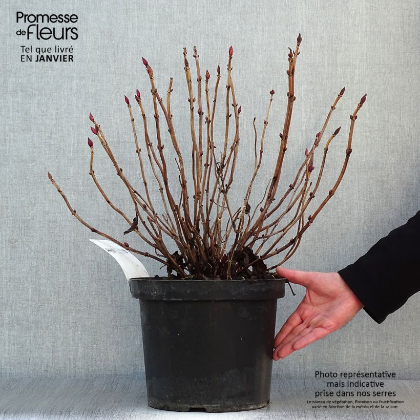 Hortensia macrophylla Alpenglühen - Hydrangea Maceta 7,5L/10L Ejemplar entregado en invierno