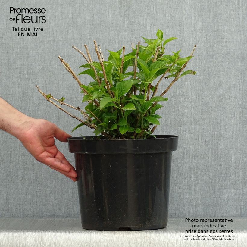 Hortensia macrophylla Alpenglühen - Hydrangea Maceta 7,5L/10L Ejemplar entregado en la primavera