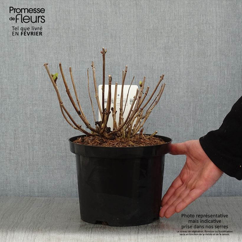 Hortensia macrophylla Ankong - Hydrangea Maceta 4L/5L Ejemplar entregado en invierno